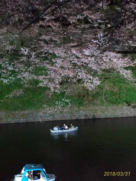 東京・千鳥ヶ淵緑道の夜桜